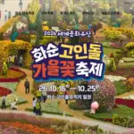 2026 화순 고인돌 가을꽃 축제 입장료와 DM콘서트 일정 총정리